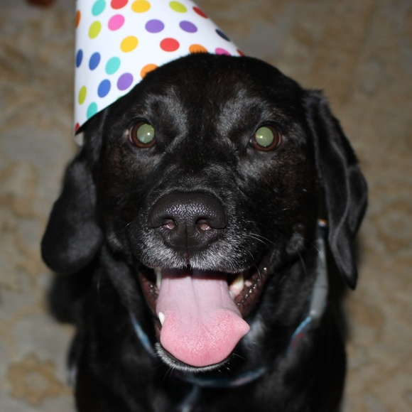 Meet your Posher, Ansley - Picture 4 of 8